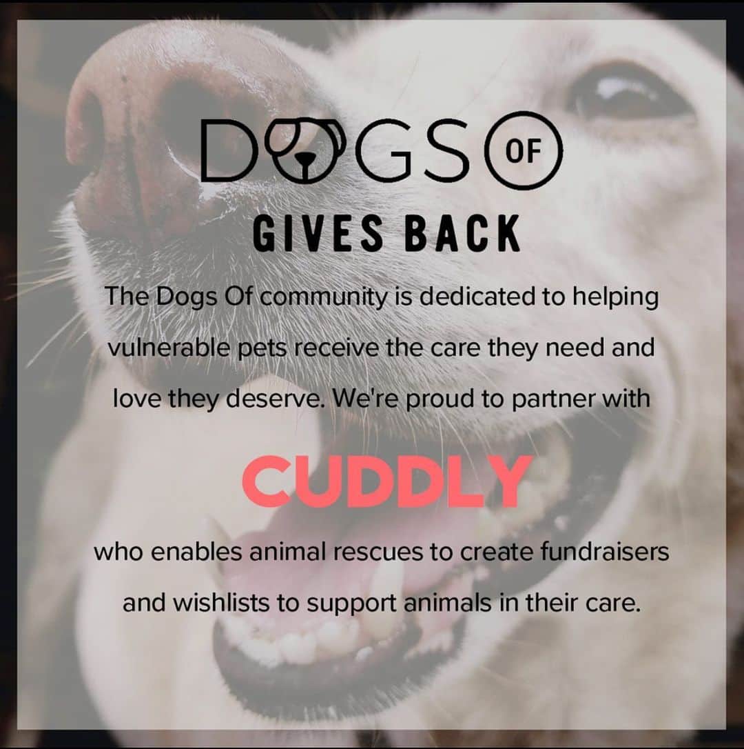 DogsOf Instagramのインスタグラム：「While we love bringing smiles and laughs to people all over the world, it’s also important for us to give back to those in the dog community who need it the most.   We’re proud to partner with @welovecuddly in ensuring the most vulnerable pets have the love and care they deserve. This week, we’re raising awareness and donations for Lace and Chantilly, two puppies found abandoned and starving in a remote area of Oklahoma. Link in bio to donate to their recovery! Read Lace and Chantilly’s story below👇:   It is nothing short of a miracle that a Good Samaritan spotted little Lace and Chantilly in a remote area of Oklahoma. If they had not been found, it is likely that they would have starved to death.   When rescuers got word of two severely emaciated puppies wandering outside, they immediately rushed to the scene. The kind person who originally spotted them was able to catch one of the pups and she was quickly sent to the veterinarian clinic for evaluation. The second pup, who was perhaps more timid, was not as easy to catch but was eventually trapped the next day. Both pups are now being closely monitored under veterinary care and will be receiving the necessary treatment. Sadly, It is believed that someone intentionally dumped these poor babies, and left them to fend for themselves.   Although we wish we could go back in time and save Lace and Chantilly from the trauma that they have endured, we know that all we can do is focus on giving them a better and brighter future. If you would like to help us support these precious souls, please consider donating to their medical fund or send them a healing gift to aid their recovery. Each and every donation, no matter how small, makes a big difference for these sweet pups. Thank you!   Pups are being cared for by @9livesrescue ♥️」