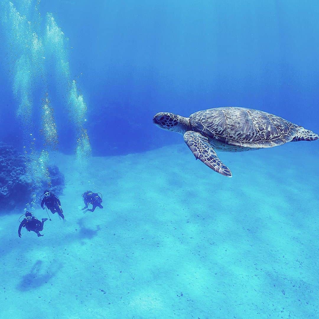 AKKOさんのインスタグラム写真 - (AKKOInstagram)「ᴋᴇʀᴀᴍᴀ ɪʀᴀɴᴅs ᴛʀɪᴘ ᴅɪᴠɪɴɢ🐠 ・ 今年1番感激した日🥺✨ ウミガメ🐢に出会った時の ダイビングの写真載せてなかったから 2020年の思い出に❤️ ・ 3枚目は マル秘㊙️写真掲載中です🤣w ・ ストーリーで大反響だったから pic載せちゃいました😅💦 ・ ・ 今年は仕事に追われた1年←いや、毎年だな😅💦 ほんと、唯一の楽しみは夏思いっきり楽しむ事でした🤗✨ ・ 来年もこういう遊びがたくさん出来るように頑張ります🥺✊🏾❤️ ・ ・ ・ ・ ・ ・ ・ ・ ・ #skindiving #okinawa #seaturtles #keramaislands #goproのある生活 #surfergirl #gull #skindiving #慶良間諸島 #慶良間諸島ダイビング #ダイビング女子 #シュノーケル #素潜り #スキンダイビング #珊瑚礁 #南国リゾート #沖縄 #海遊び #ウミガメと泳ぐ #サーファーガール #リゾートファッション #アクティブ女子 #横乗り女子 #サーフスタイル #ビーチガール #海好きな人と繋がりたい #ラテ肌 #離島巡り #沖縄の海  #ブルーチャージ #シュノーケルツアー」12月30日 21時10分 - alohakkooo_39