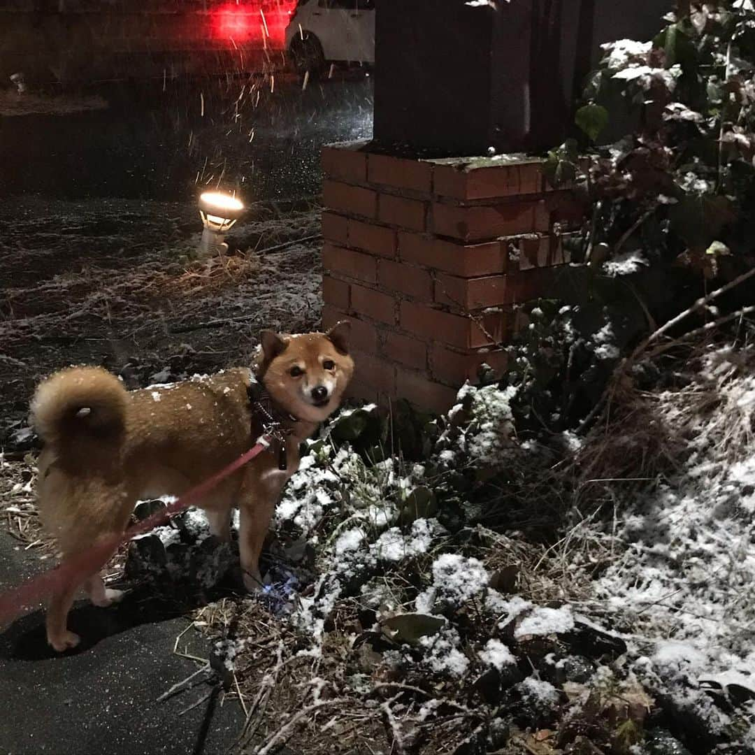 柴犬はなこ Shibainu Hanakoさんのインスタグラム写真 - (柴犬はなこ Shibainu HanakoInstagram)「はなこ地方もしっかり雪降ってます☃️寒いけど楽しそうなお散歩🐾  #shiba #dog #shibainu #犬 #柴犬 #雪 #snow」12月30日 21時11分 - kiki_beee