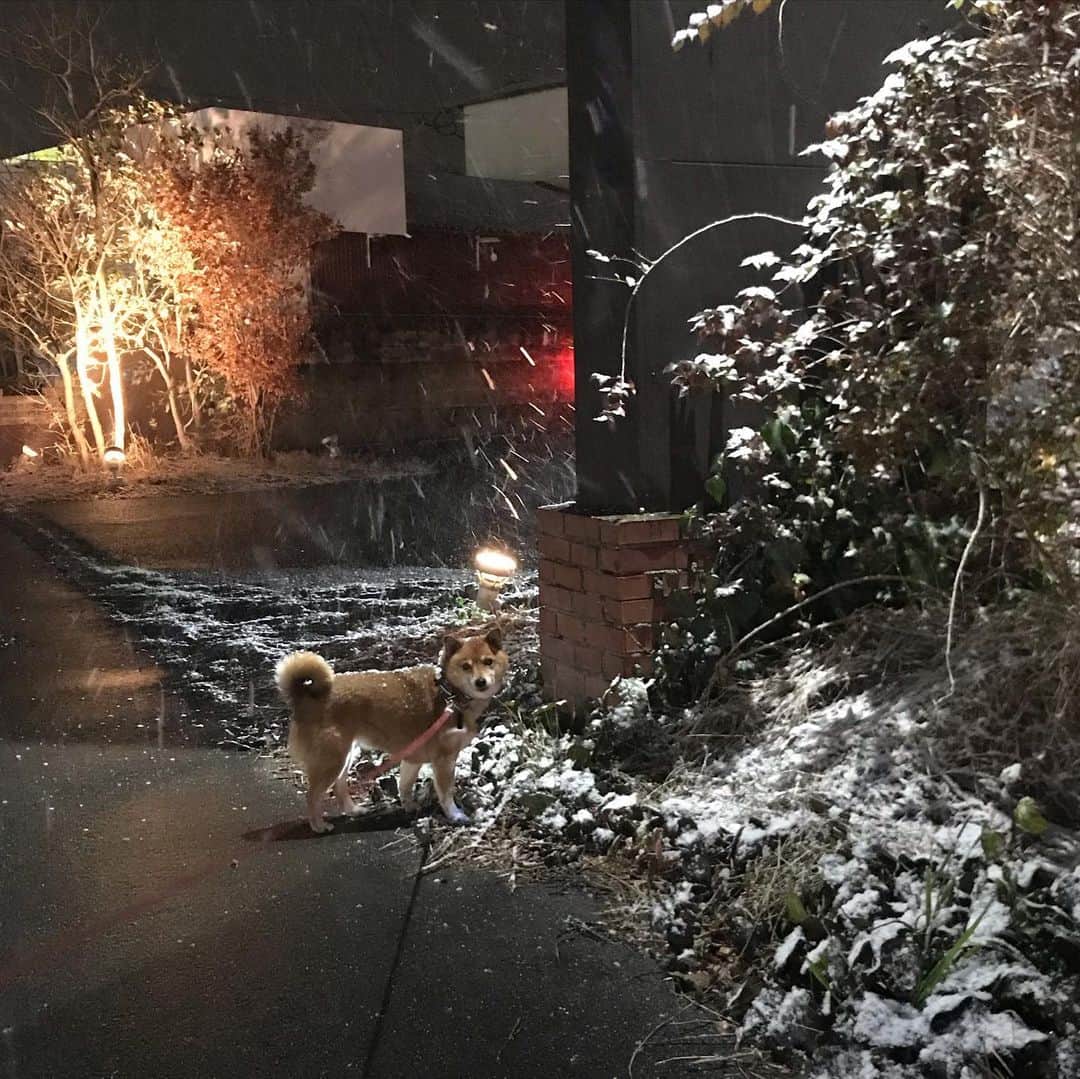 柴犬はなこ Shibainu Hanakoのインスタグラム：「はなこ地方もしっかり雪降ってます☃️寒いけど楽しそうなお散歩🐾  #shiba #dog #shibainu #犬 #柴犬 #雪 #snow」