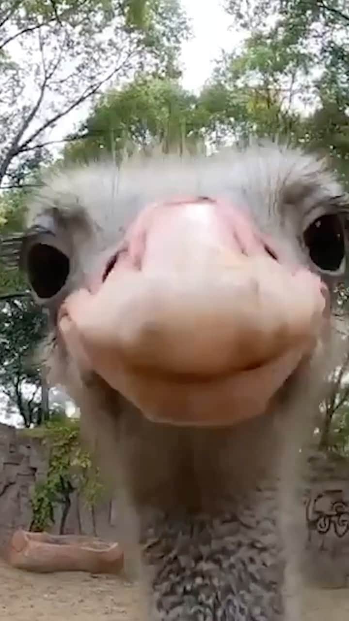 GoProのインスタグラム