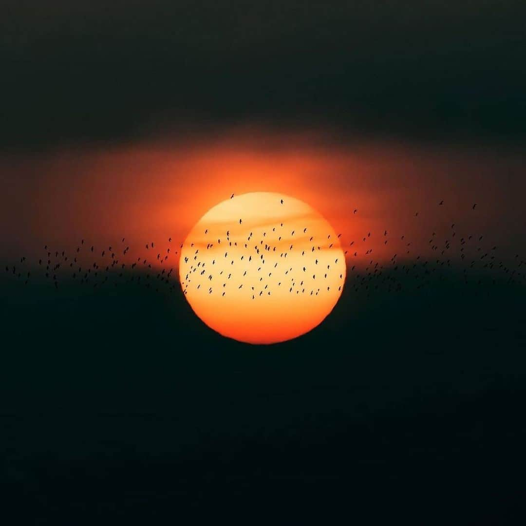 Canon Photographyさんのインスタグラム写真 - (Canon PhotographyInstagram)「A selection of stunning sunsets.  Photography // @my_soulwax Curated by @steffeneisenacher  #sunsetphotography #sunset #sunsetlover #solareclipse #sunrise」12月30日 19時54分 - cpcollectives