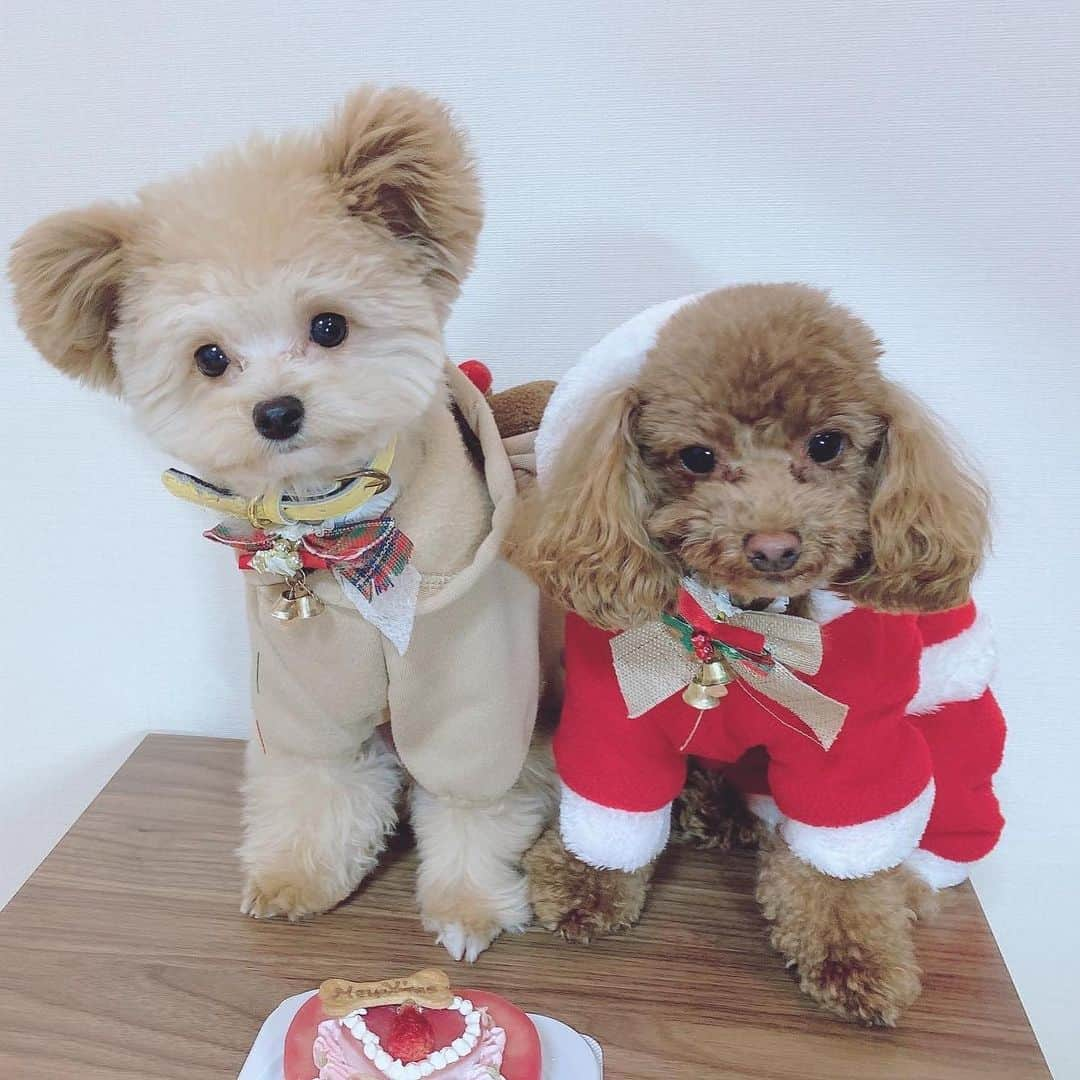 ジュキヤさんのインスタグラム写真 - (ジュキヤInstagram)「実は犬飼ってます (仲悪い)  #にゃんすたぐらむ  #ぬか漬け  #すとーんず」12月30日 20時06分 - sizukanisite