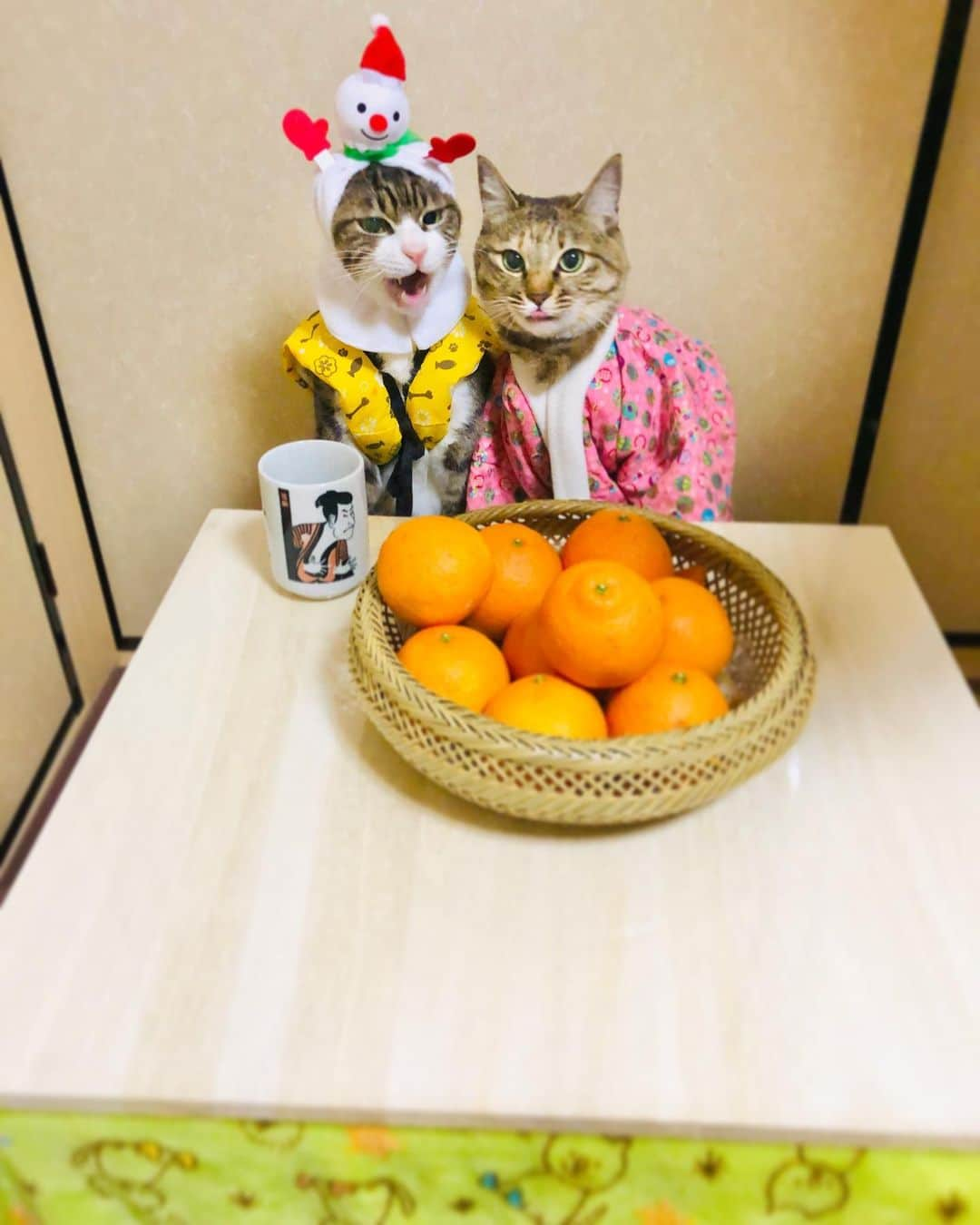 マロさんのインスタグラム写真 - (マロInstagram)「🍊コタツとみかん🍊　Swipe▶️ ✴︎ 今年1年お世話になりました🙇‍♀️ 寒波で寒い年越しになりそうですので、暖かくしてお過ごしください🍀 良いお年を✨ ✴︎ Thank you for supporting us this year. Stay warm ＆ Stay healty. Best wishes in the new year！ ✴︎ #cat#cats#catsofinstagram#😻 #japaneseculture#winter#orange  #にゃんすたぐらむ#ねこ#猫#ねこ部 #こたつ#みかん#こたつとみかん #こたつとみかんと猫#良いお年を  #コロナに負けるな#斉藤和義」12月30日 20時21分 - rinne172