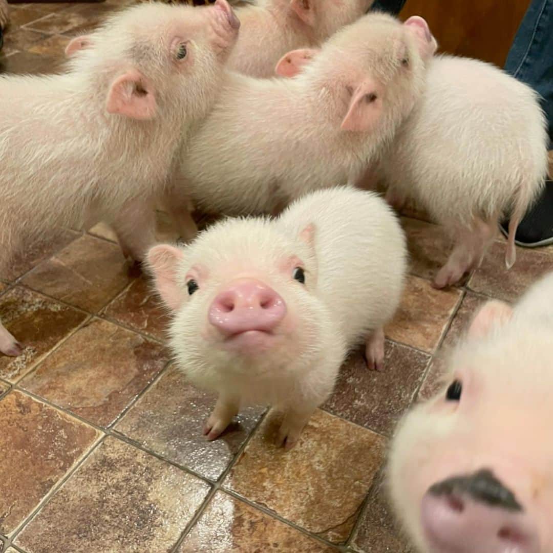 紗蘭さんのインスタグラム写真 - (紗蘭Instagram)「明日で今年終わっちゃう🥺 今日は人生初の豚カフェで豚に癒されてきた🐷✨ @mipigcafe ここだよ🐷💕 みんな可愛くて人懐っこくてずっとさらの上にいたの可愛い🤣💕w 6匹兄妹なんだってー！🐷 本当iPhoneの絵文字のままで可愛かった🐽♥️♥️♥️ #mipig #dipigcafe #豚カフェ #ブタカフェ」12月30日 20時24分 - saracchidayo