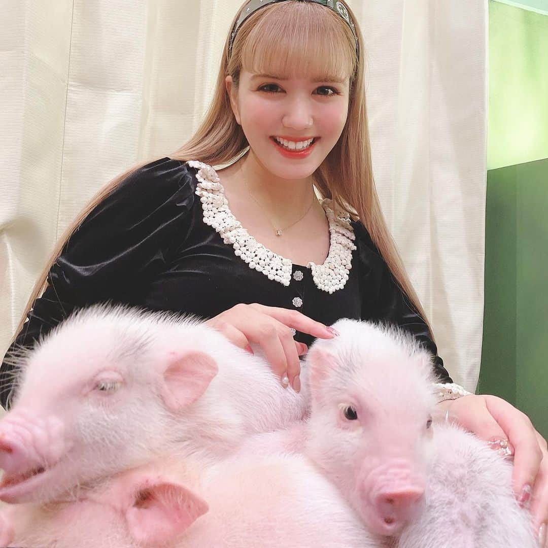 紗蘭さんのインスタグラム写真 - (紗蘭Instagram)「明日で今年終わっちゃう🥺 今日は人生初の豚カフェで豚に癒されてきた🐷✨ @mipigcafe ここだよ🐷💕 みんな可愛くて人懐っこくてずっとさらの上にいたの可愛い🤣💕w 6匹兄妹なんだってー！🐷 本当iPhoneの絵文字のままで可愛かった🐽♥️♥️♥️ #mipig #dipigcafe #豚カフェ #ブタカフェ」12月30日 20時24分 - saracchidayo