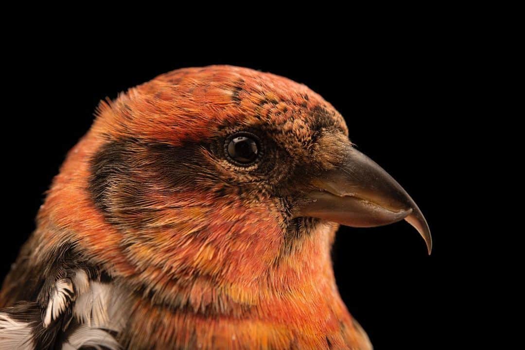 Joel Sartoreさんのインスタグラム写真 - (Joel SartoreInstagram)「Recently, the Wildlife Rehabilitation Center of Minnesota (@wrcmn) rescued this white-winged crossbill after it was found on the ground unable to fly, likely the result of a collision. Once he is fully recovered and passes his flight tests he will be on track for release back into the wild. The WRCMN is one of the busiest wildlife hospitals in the world, having treated nearly 18,000 patients in 2020. Check out the link in my bio and give their page a follow to learn more about their incredible wildlife-saving work. #crossbill #bird #irruptive #red #whitewinged #WRCMN #PhotoArk #savetogether」12月30日 20時31分 - joelsartore