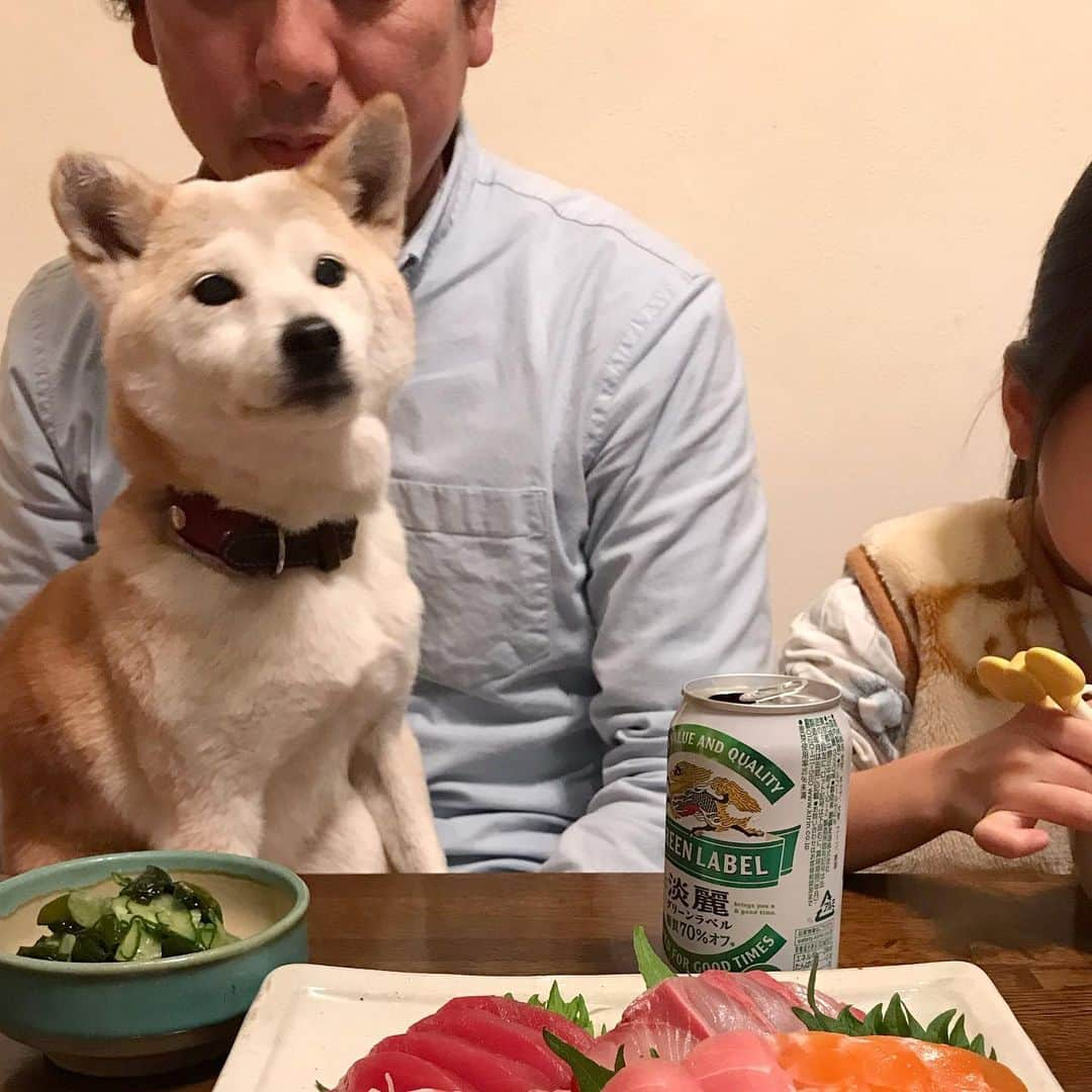 柴犬リリコのインスタグラム：「楽しい美味しい冬休み🐶🍽 #東芝 #TOSHIBA #もちっ子 #ふじやす水産」