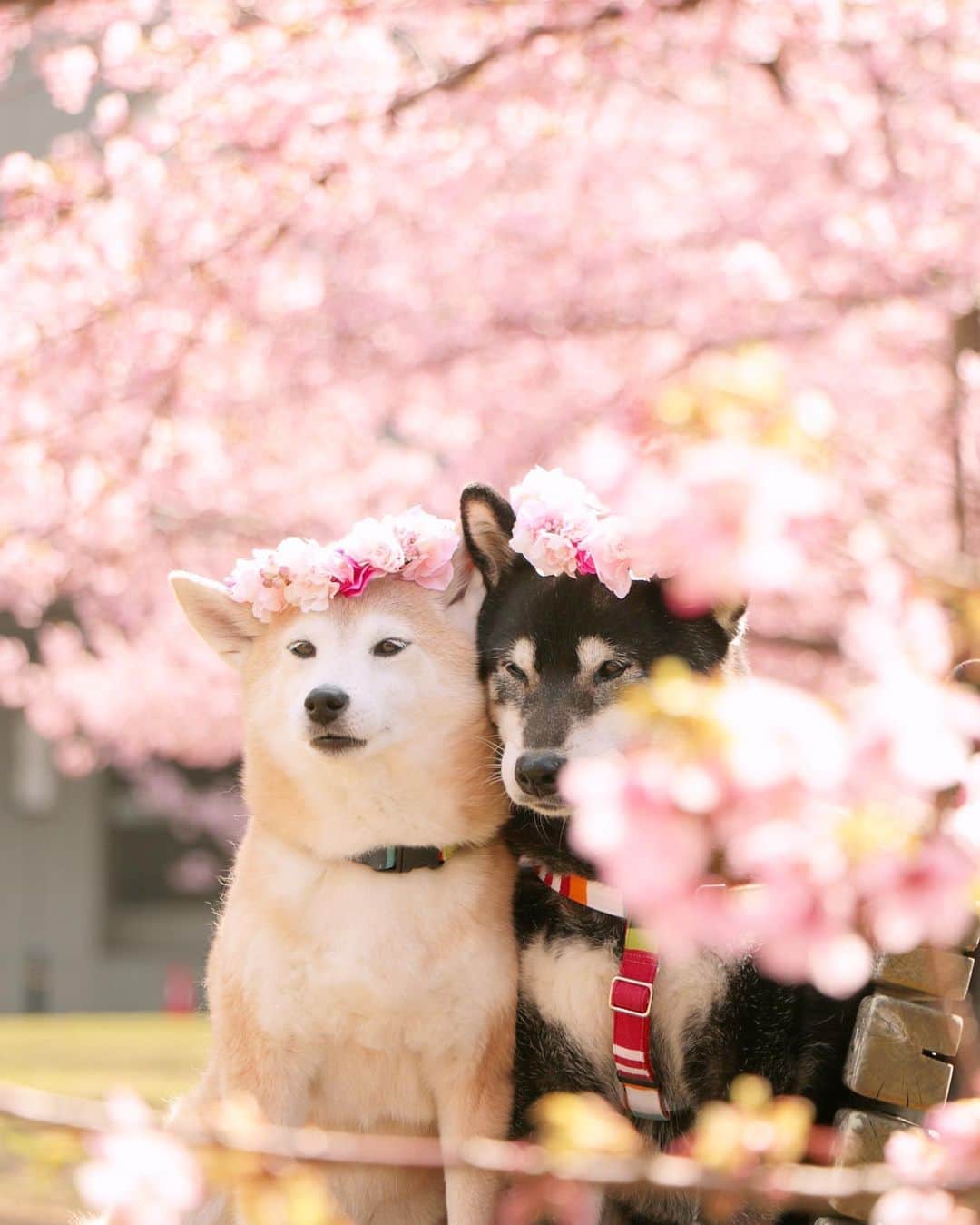 柴犬 けんしろう ゆりあのインスタグラム：「🐶🌸🐶  このphotoも 別カットを投稿して お蔵入りになっていたもの☺️🌸  最強寒波がやってくるそうで.. 今夜もあったかくして休んでくださいね❤ . . 【チャリカレと一緒】 本日はここあ君 @by.cocoa と 春ちゃんと秋ちゃん @white.4seasons を ストーリーズでご紹介させていただきました♡ 春ちゃん秋ちゃんママさんから撮影時のほほ笑ましいエピソードを頂いたのでこちらに載せさせて頂きますね。 ↓ 「けんちゃんゆりちゃんを真似して撮りたかったのですが、どうにもこうにもご本人達がデカすぎて二人がくるまる物がなく、仕方なくブランケットで、真ん中をピンで留めました(笑)」  それもそのはず！ 春ちゃんと秋ちゃん合わせてなんと体重100kgだそうです😆 さすがグレートピレニーズさん❤️❤️ . . Location:Chiba(2020年2月撮影)」