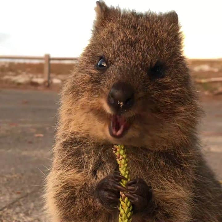 アラン・ディクソンのインスタグラム：「The Quokka Documentary ('Quokkamentary') 01.01.2021 🐻🎥 Be Excited! @quokkahub」