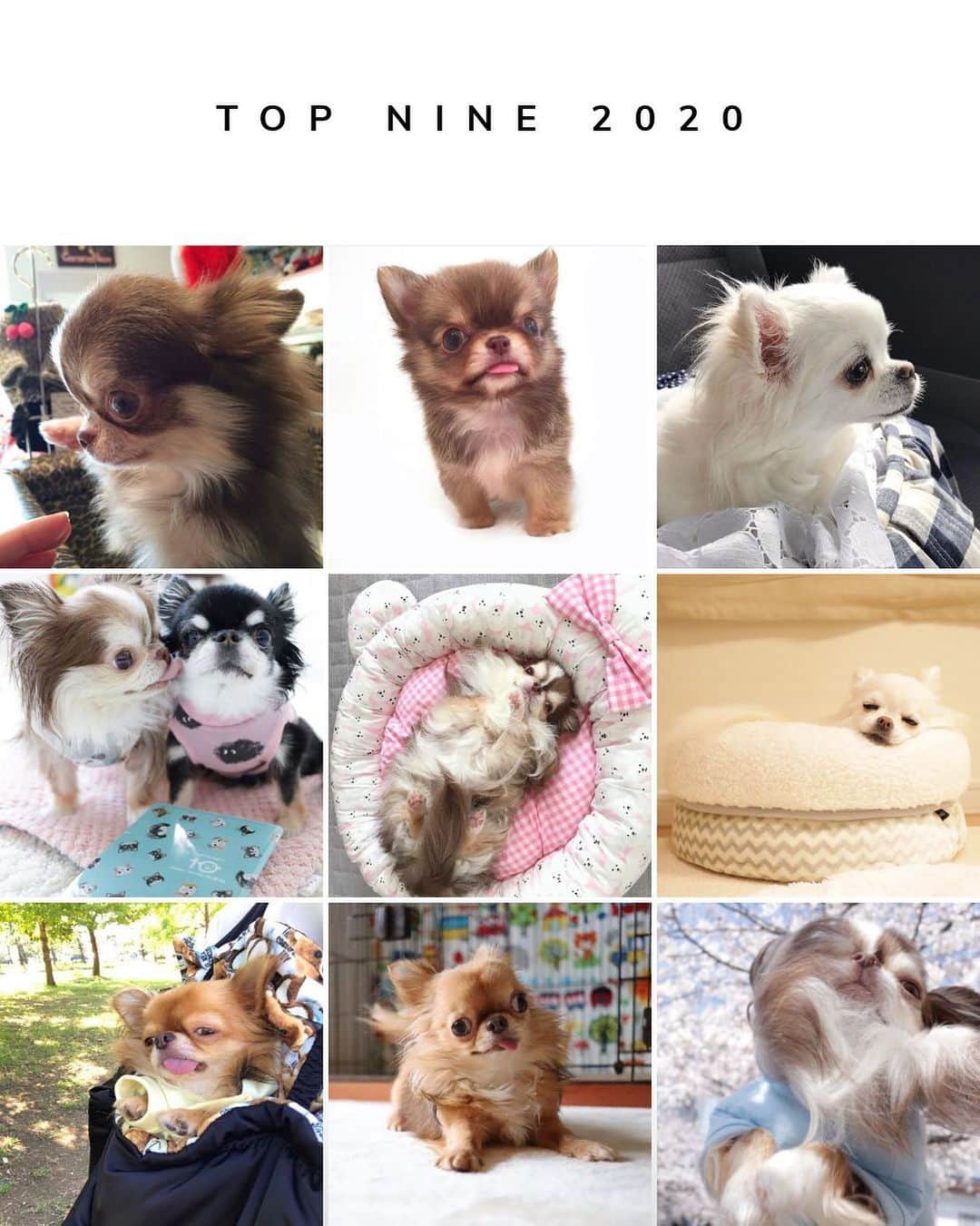 kayoのインスタグラム：「* * * 今年も残すとこあと1日 * * 2020年のトップ9🎊✨ * * 1位⭐️2位は らいちんとくりおのパピーpic❤️ * * 3位は まさかの？みーちゃん😂🍊 * * 今年は 世間的にも 我が家的にも大変な1年でした💦 * * 来年は良い年になりますように☺️ * * 2020.12.30 * * * #トップナイン2020 #chihuahua#chihuahualove#dogstgram#dog#instadog#チワワ#チワワ大好き#チワワのいる暮らし * * *」