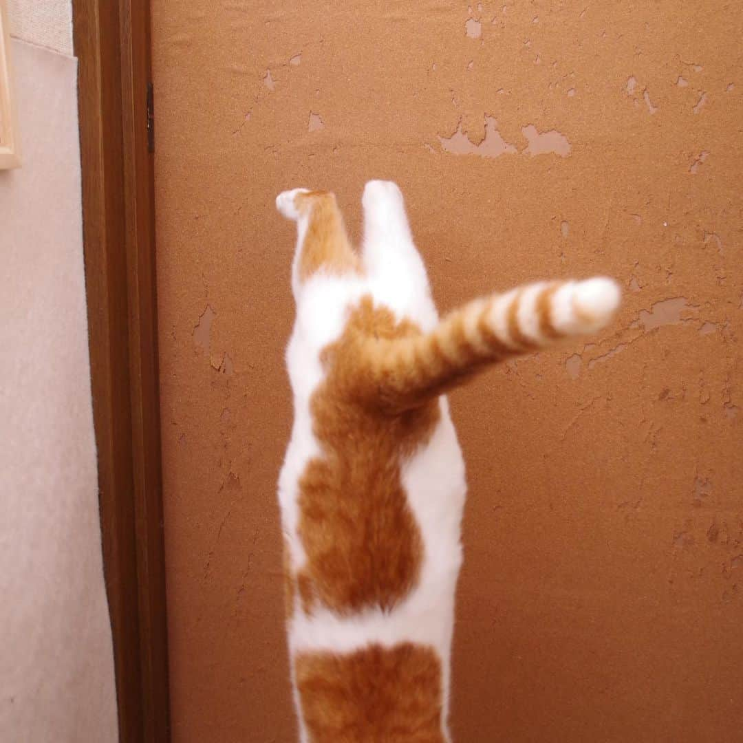 Kachimo Yoshimatsuさんのインスタグラム写真 - (Kachimo YoshimatsuInstagram)「飛び降ります！ Get off. #うちの猫ら #oinari #猫 #ねこ #cat #ネコ #catstagram #ネコ部 http://kachimo.exblog.jp」12月30日 21時05分 - kachimo