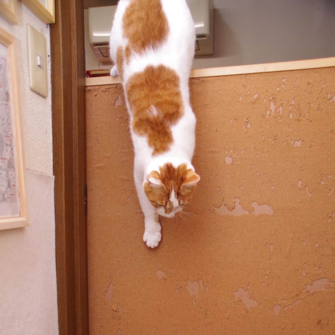 Kachimo Yoshimatsuさんのインスタグラム写真 - (Kachimo YoshimatsuInstagram)「飛び降ります！ Get off. #うちの猫ら #oinari #猫 #ねこ #cat #ネコ #catstagram #ネコ部 http://kachimo.exblog.jp」12月30日 21時05分 - kachimo