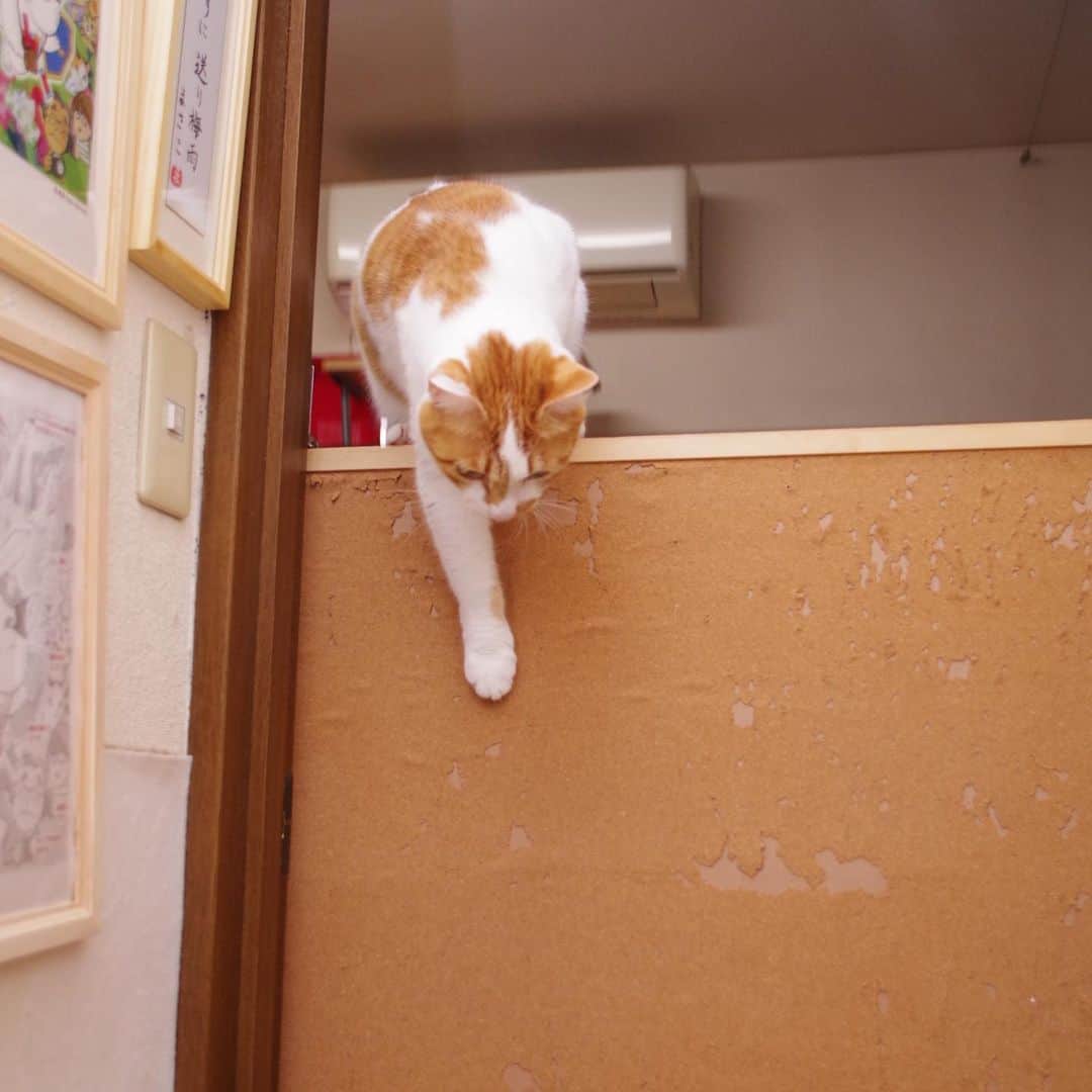 Kachimo Yoshimatsuさんのインスタグラム写真 - (Kachimo YoshimatsuInstagram)「飛び降ります！ Get off. #うちの猫ら #oinari #猫 #ねこ #cat #ネコ #catstagram #ネコ部 http://kachimo.exblog.jp」12月30日 21時05分 - kachimo