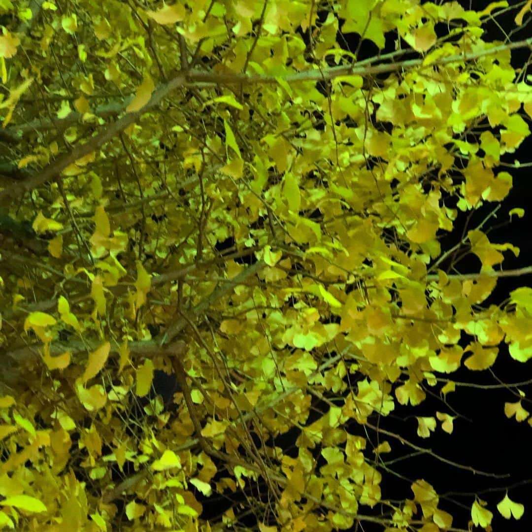 悠未ひろさんのインスタグラム写真 - (悠未ひろInstagram)「赤じゃなくて、黄色 の投稿✨  いつもならとっくに散って、裸のイチョウさん。まだ秋だと思って、紅葉した葉を身に纏っている… 落ち葉も黄色の絨毯、例年の年末にはない光景だな😐 急な寒波が来ていますね。きっと、イチョウさんも慌てて散ってしまうのでしょうか🥲 あたたかくして、お身体気をつけてお過ごしください😌♨️  #季節外れ #木かわいそう #秋だと思ってたに違いない　#今夜から急に寒いよ #みなさんも気をつけてください  #あったかくして過ごそうね  #イチョウ  #異常気象 #寒波 #寒波がやってくる #プルプル」12月30日 21時06分 - hiroyuumitomo