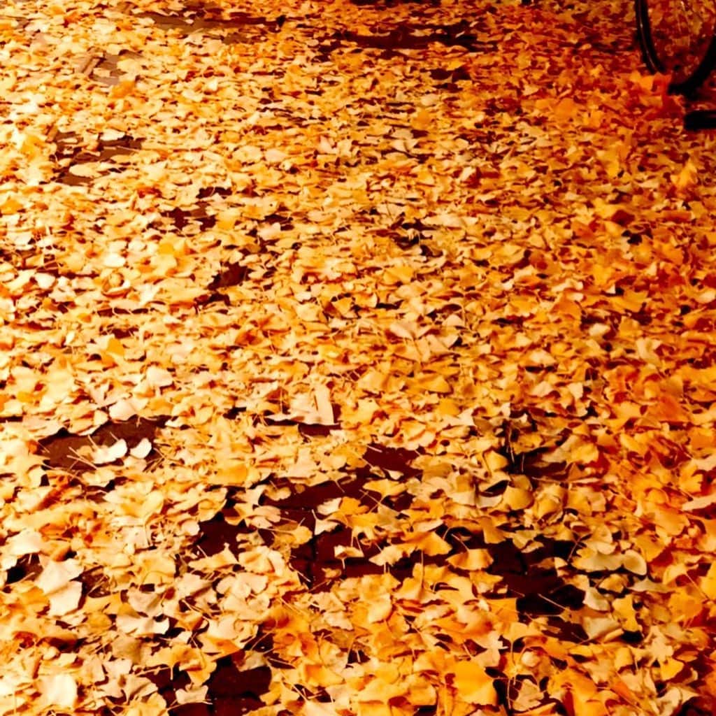 悠未ひろのインスタグラム：「赤じゃなくて、黄色 の投稿✨  いつもならとっくに散って、裸のイチョウさん。まだ秋だと思って、紅葉した葉を身に纏っている… 落ち葉も黄色の絨毯、例年の年末にはない光景だな😐 急な寒波が来ていますね。きっと、イチョウさんも慌てて散ってしまうのでしょうか🥲 あたたかくして、お身体気をつけてお過ごしください😌♨️  #季節外れ #木かわいそう #秋だと思ってたに違いない　#今夜から急に寒いよ #みなさんも気をつけてください  #あったかくして過ごそうね  #イチョウ  #異常気象 #寒波 #寒波がやってくる #プルプル」