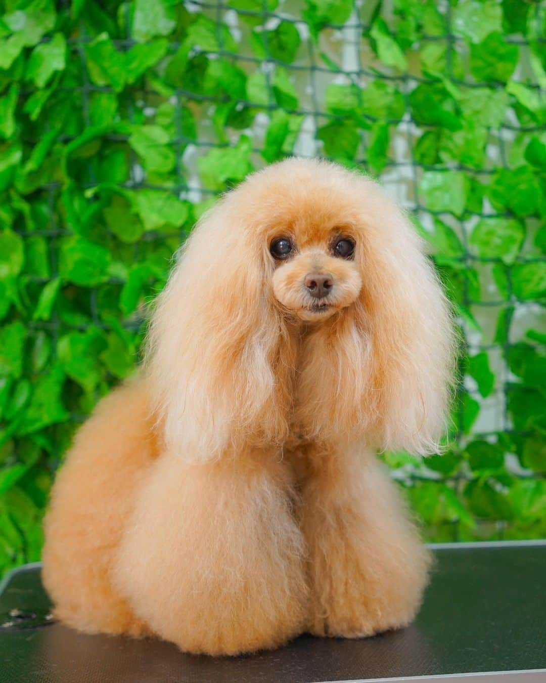 Toypoodle Mikuru?Asakusa Tokyoさんのインスタグラム写真 - (Toypoodle Mikuru?Asakusa TokyoInstagram)「20201229 Tuesday. Trimming day✂️   なめポン @namecomummy と一緒の今年最後のトリミングでした☺️ お迎え動画は、相変わらず激しいなめポンと、塩対応のみきゅるん🥲 今年最後もいつもと同じ対応でした。  ❷枚目は、サロンから頂いた画像。 ❸枚目は飼主撮影。  @dogsalonlouis さま 今年も1年間 みくるがお世話になりました🙏🏻 来年もよろしくお願いいたします☺️  #トリミング #trimming  #みくるんトリミング #みくるんカット #じみくるん #おパンツガール #なめは猿」12月30日 12時14分 - purapura299