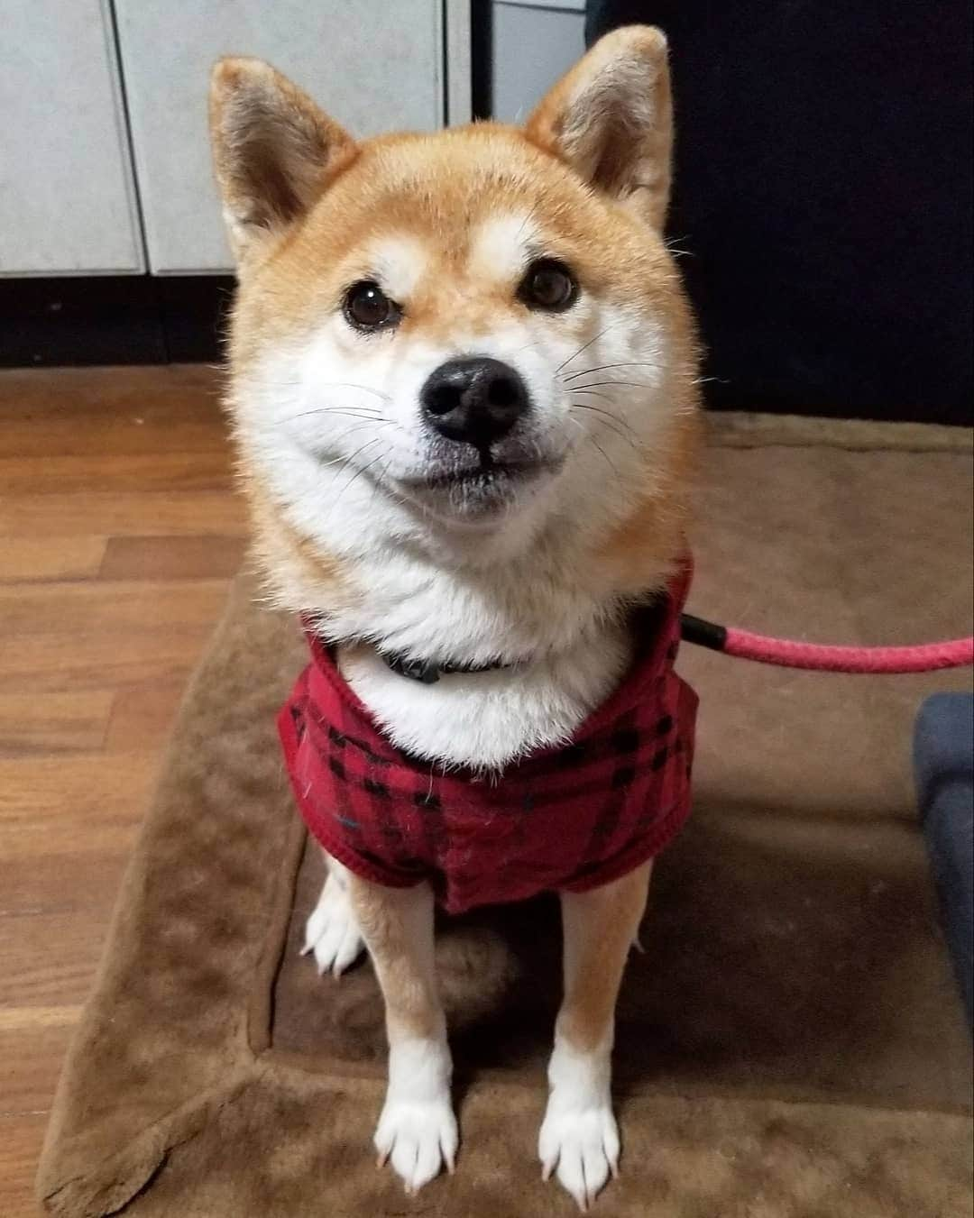 柴犬たま Shibainu Tamaのインスタグラム