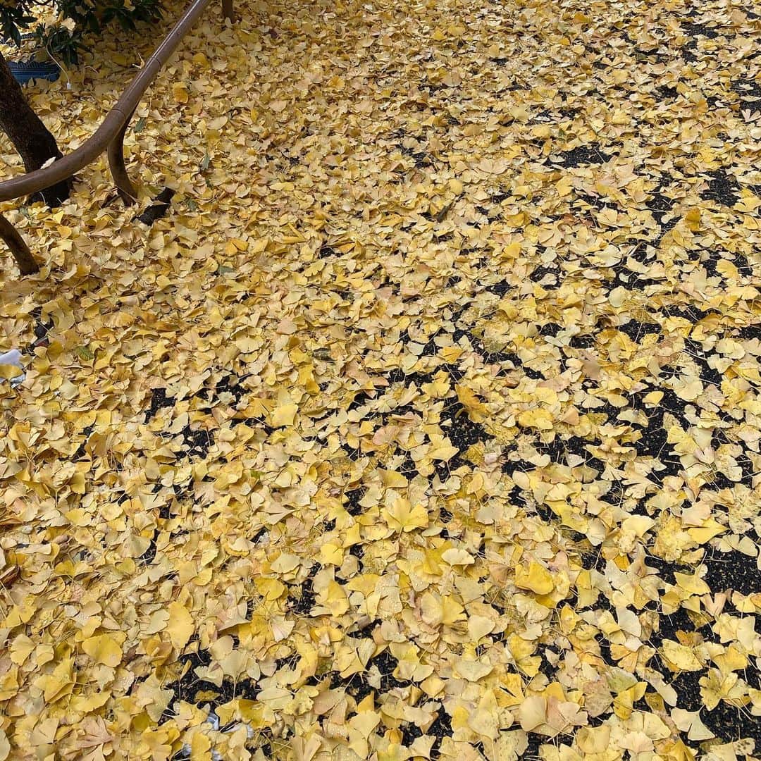 大森はじめさんのインスタグラム写真 - (大森はじめInstagram)「雨上がりの黄色。」12月30日 12時30分 - h.omori