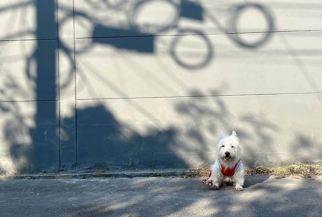 Hoykong&Plamuekのインスタグラム：「Good morning! Nice weather today in Bangkok. Hope everyone stay safe from covid-19 ❤️  #plamuek_westies #westiegram」