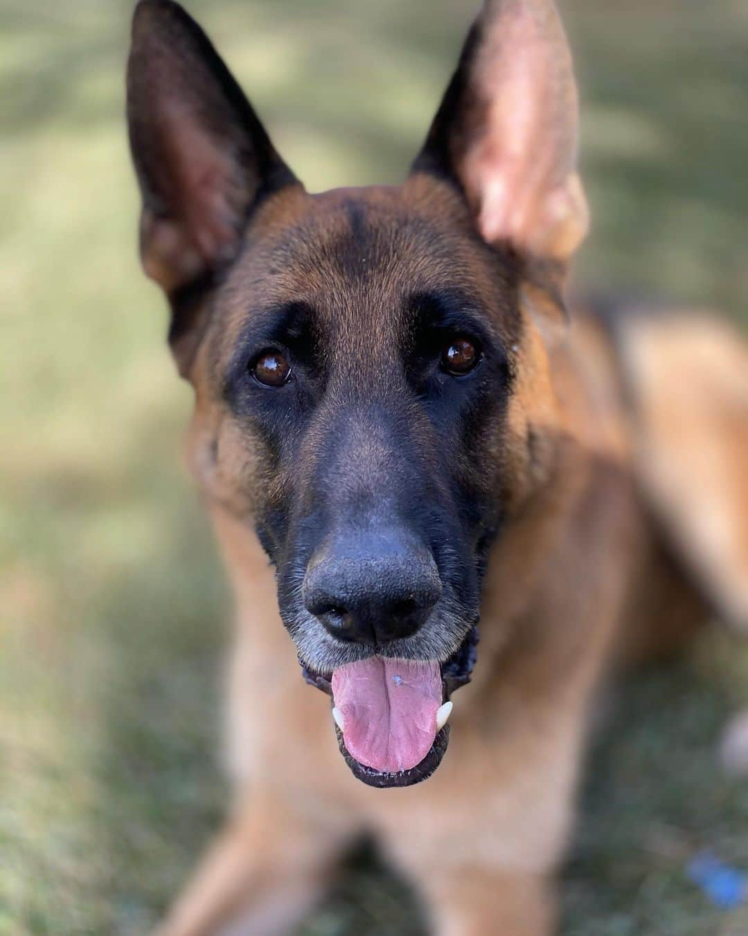 ロバート・パトリックさんのインスタグラム写真 - (ロバート・パトリックInstagram)「I sure do take a lot of photos of my best friend #Blitz, but he is very photogenic! #germanshepherd #germanshepherdsofinstagram #dog #dogsofinstagram #dog」12月30日 12時31分 - ripfighter