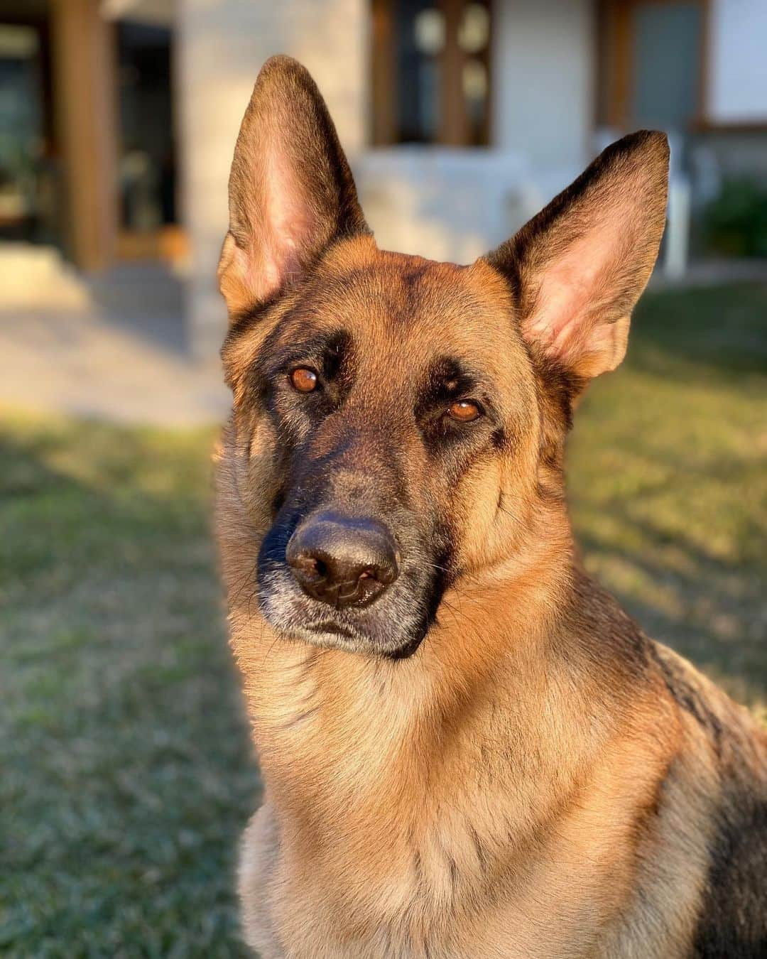 ロバート・パトリックさんのインスタグラム写真 - (ロバート・パトリックInstagram)「I sure do take a lot of photos of my best friend #Blitz, but he is very photogenic! #germanshepherd #germanshepherdsofinstagram #dog #dogsofinstagram #dog」12月30日 12時31分 - ripfighter