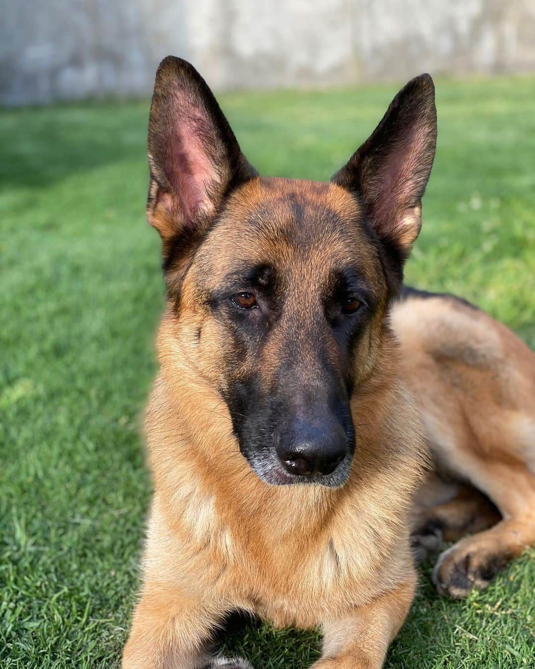 ロバート・パトリックさんのインスタグラム写真 - (ロバート・パトリックInstagram)「I sure do take a lot of photos of my best friend #Blitz, but he is very photogenic! #germanshepherd #germanshepherdsofinstagram #dog #dogsofinstagram #dog」12月30日 12時31分 - ripfighter