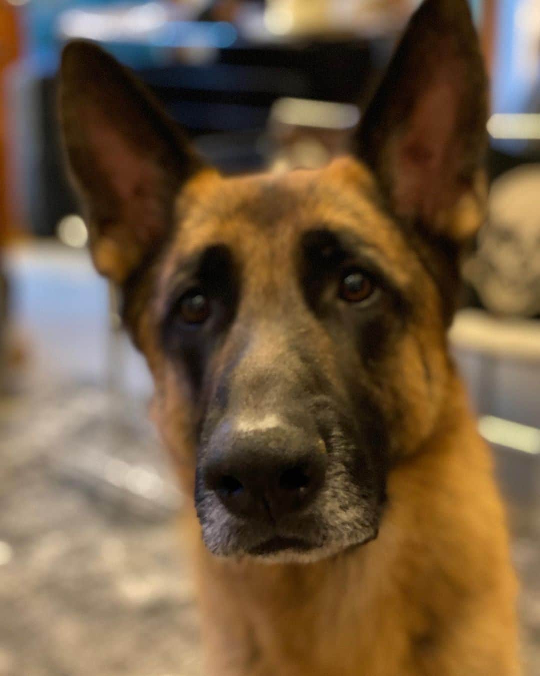 ロバート・パトリックさんのインスタグラム写真 - (ロバート・パトリックInstagram)「I sure do take a lot of photos of my best friend #Blitz, but he is very photogenic! #germanshepherd #germanshepherdsofinstagram #dog #dogsofinstagram #dog」12月30日 12時31分 - ripfighter