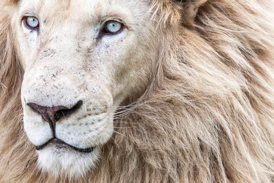 ナショナルジオグラフィックさんのインスタグラム写真 - (ナショナルジオグラフィックInstagram)「Photo by Karine Aigner @kaigner / White lions are not albino; they're leucistic, which means they have a recessive mutation of genes that cause their coats to be white to blonde, rather than tawny. A cub is born white only if both of parents carry the recessive gene. White lions once roamed wild in the Timbavati area of South Africa. Their presence threads through the cultural history of the Sepedi and Tsonga communities, who revered the white lion and considered it sacred, divine, sent from above. But decades of trophy hunting, first started by Europeans, wiped out the white lion's wild gene pool. They were also put in zoos and bred in captivity; today they are still put in canned hunts and as cute blue-eyed cubs put in petting zoos.   Putting pressure on exploitive places can help close them down—deeply research places with white lions before supporting them; many are not as “conservation oriented” as they state, especially not ones with lion cubs of any age. For more stories on the relationship between humans and wildlife, follow me @kaigner! #whitelion #bigcats #wildlifeexploitation #lions #southafrica」12月30日 12時34分 - natgeo