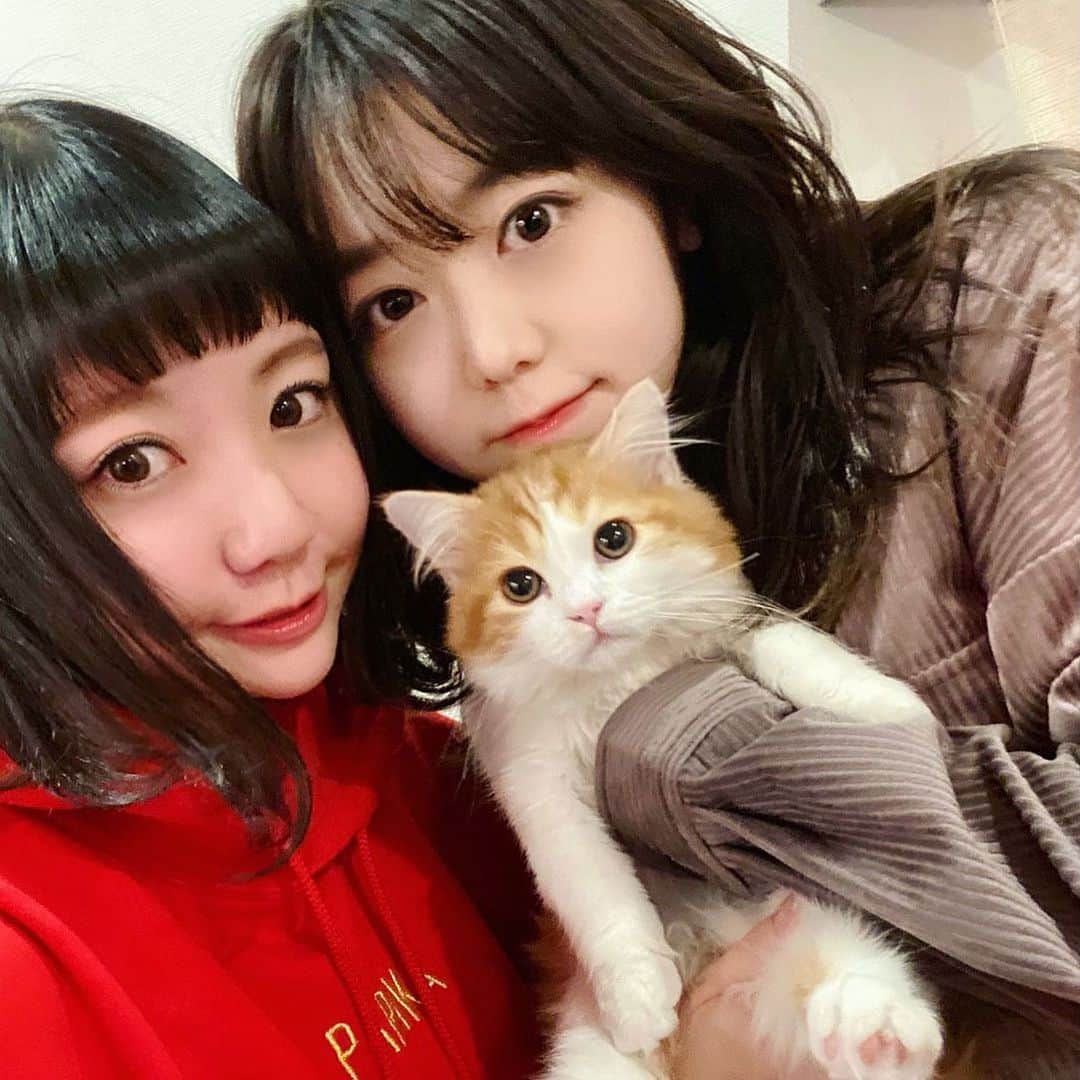 小鳥遊しほのインスタグラム：「みぃちゃんとしゃけ🐈に会いに行った！！一瞬で過ぎる子猫期になんとか間に合った…かわいすぎた……2人とも愛おしかった………  いつ会ってもあんまり久しぶりな感じがしないみぃちゃんとの距離感がすき。楽しかったぁん！  #峯岸みなみ #しゃけ #子猫」