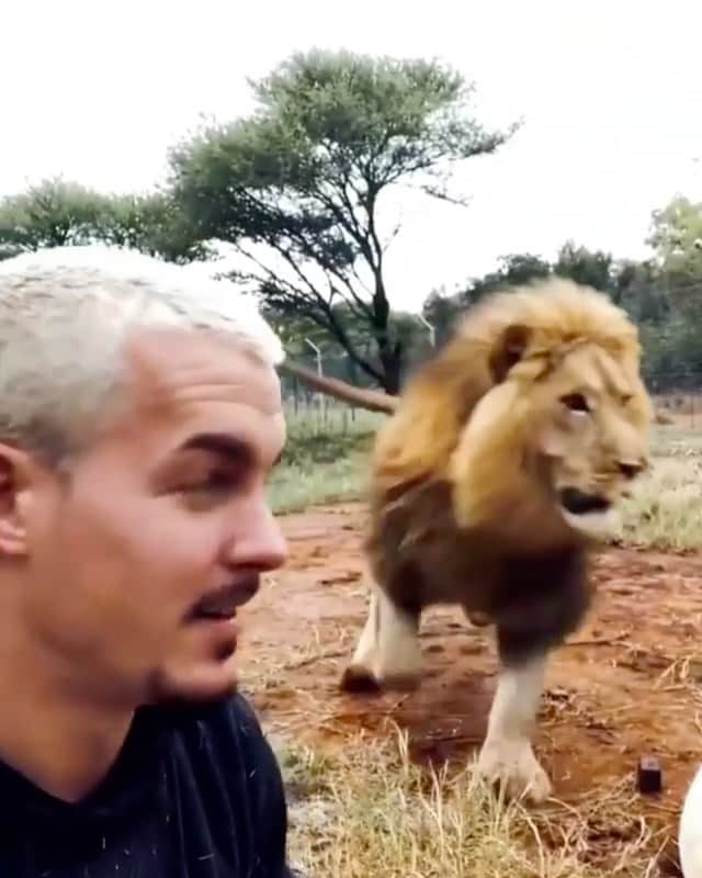 WildLifeのインスタグラム：「@discoverlions 🦁 When the King👑 is being Protective over his Pride👊🏼 This was Dexters🦁 reaction when he saw how the Vet darted🔫Khaleesi in order tranquilize her for the sterilization!😲 Video by @dean.schneider • Comment Your Thoughts below📝👇🏼 •」