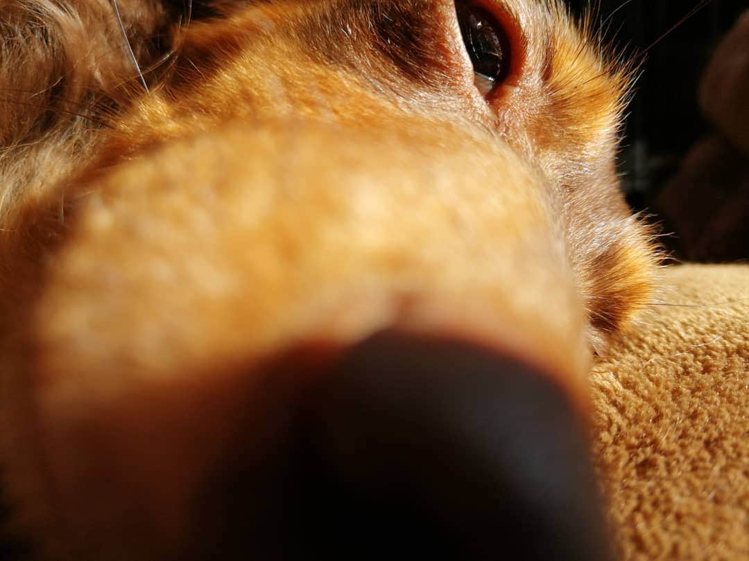 ななこさんのインスタグラム写真 - (ななこInstagram)「happy birthday nanacoサン。 ８度目の誕生日もノンビリ🤤 ※ ※ #犬 #愛犬 #ダックス #カニンヘン　 #dog #dachshund #dogstagram  #doxie #instadog #instadachshund  #petstagram #dachshundsofinstagram」12月30日 13時04分 - nanaco_dachs