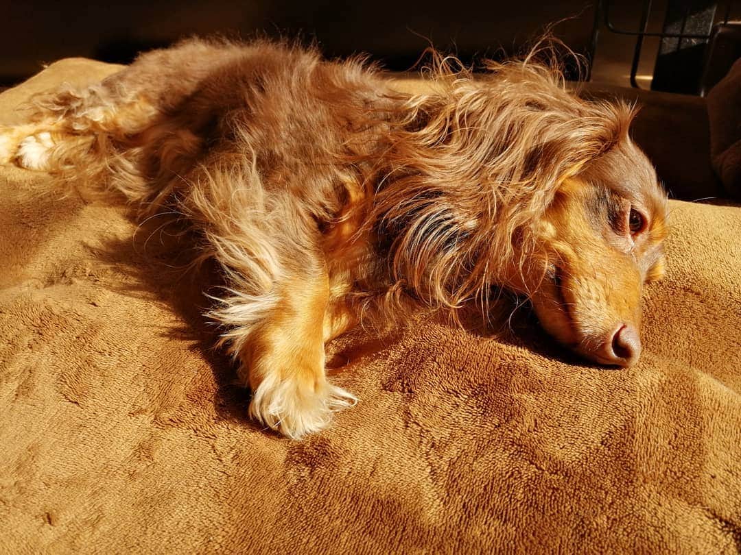 ななこのインスタグラム：「happy birthday nanacoサン。 ８度目の誕生日もノンビリ🤤 ※ ※ #犬 #愛犬 #ダックス #カニンヘン　 #dog #dachshund #dogstagram  #doxie #instadog #instadachshund  #petstagram #dachshundsofinstagram」