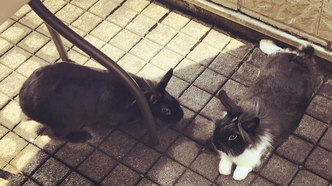 JOJO（ものまね）さんのインスタグラム写真 - (JOJO（ものまね）Instagram)「ラビさんはゴマ♂🐰の事を 【うさぎ】だと思っています🐰 . なぜなら‪💡‬自分は人間だと思っているので🤣笑笑 . この日はゴマがお尻嗅いでもあまり逃げなかったけど、、、 . やっぱりダメみたいなので今はバラバラに遊んでいます😭😭😭 . せっかくゴマ♂🐰はオタマちゃん取ったのにぃぃ〜😩😩😩 . #jujuのそっくりさんjojo #黒うさぎ #ラビ #うさぎ #うさぎのいる生活 #うさぎ好きと繋がりたい #うさぎ🐰 #うさぎ組 #うさぎら部 #うさぎさん #うさぎ生活 #うさぎちゃん #ウサギ部 #ライオンうさぎ 🦁#ウサギ 🐰🐇✨🐰✨#うさぎ好き #うさぎ好きさんと繋がりたい #ラビスタグラム 🐇#rabit #rabitstagram #rabitts #rabittstagram #rabbit🐰 #rabbitlove #rabbitsofinstagram #マイラビット ♡#ほぼ同じシリーズ ✨#ネザーランドドワーフ #ライオンラビット 🐰#自分を人間だと思っているうさぎ ﾌﾟﾌﾟ━(艸ε≦●)━ｯｯ♪」12月30日 13時14分 - jojo_monomane