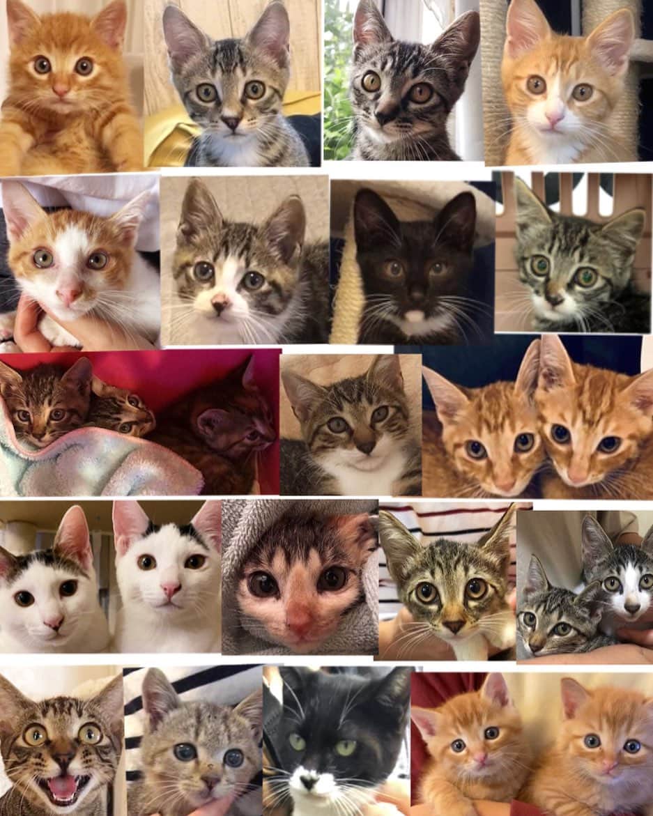 marimon0703__のインスタグラム：「今年の子猫達🐱 1月にいなりくん(左上)がトライアルに行った後、想像もしていなかった子猫ラッシュ😂  今年は初めて預かり様の募集、ご支援をお願いしたり、TNRも手伝って頂き沢山の方に支えられ助けられた一年でした🙇‍♀️ 本当にありがとうございました！」