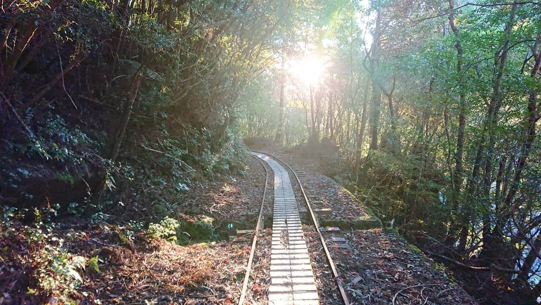 のインスタグラム：「秋に訪れた屋久島のトロッコ道🌷   トロッコ道を歩けるんだ！と驚いた時間でした🗻  今年はあまり山へ行けなかったけれど、だからこそ ひとつひとつの山が 鮮明に残っている気がします✨  来年も私らしく 山を登って 道を歩いて行きたいと思います🍀  ＼(^^)／健康第一🌷✨ みなさん来年も健康で参りましょう✨」