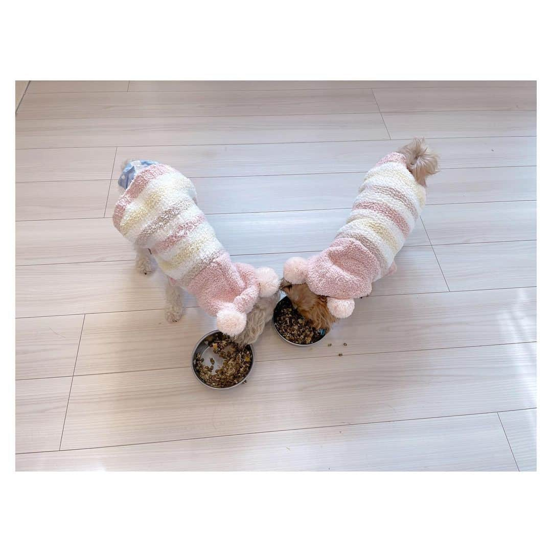 辻希美さんのインスタグラム写真 - (辻希美Instagram)「お揃い🐶💕💕"  #クックとモカ #マルプー #親子 #🐶💕」12月30日 13時29分 - tsujinozomi_official