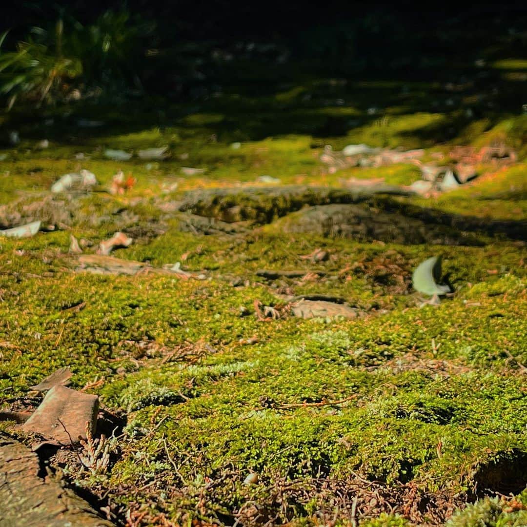 松村太郎のインスタグラム：「冬の #苔  #Moss #Tokyo #ShotoniPhone」
