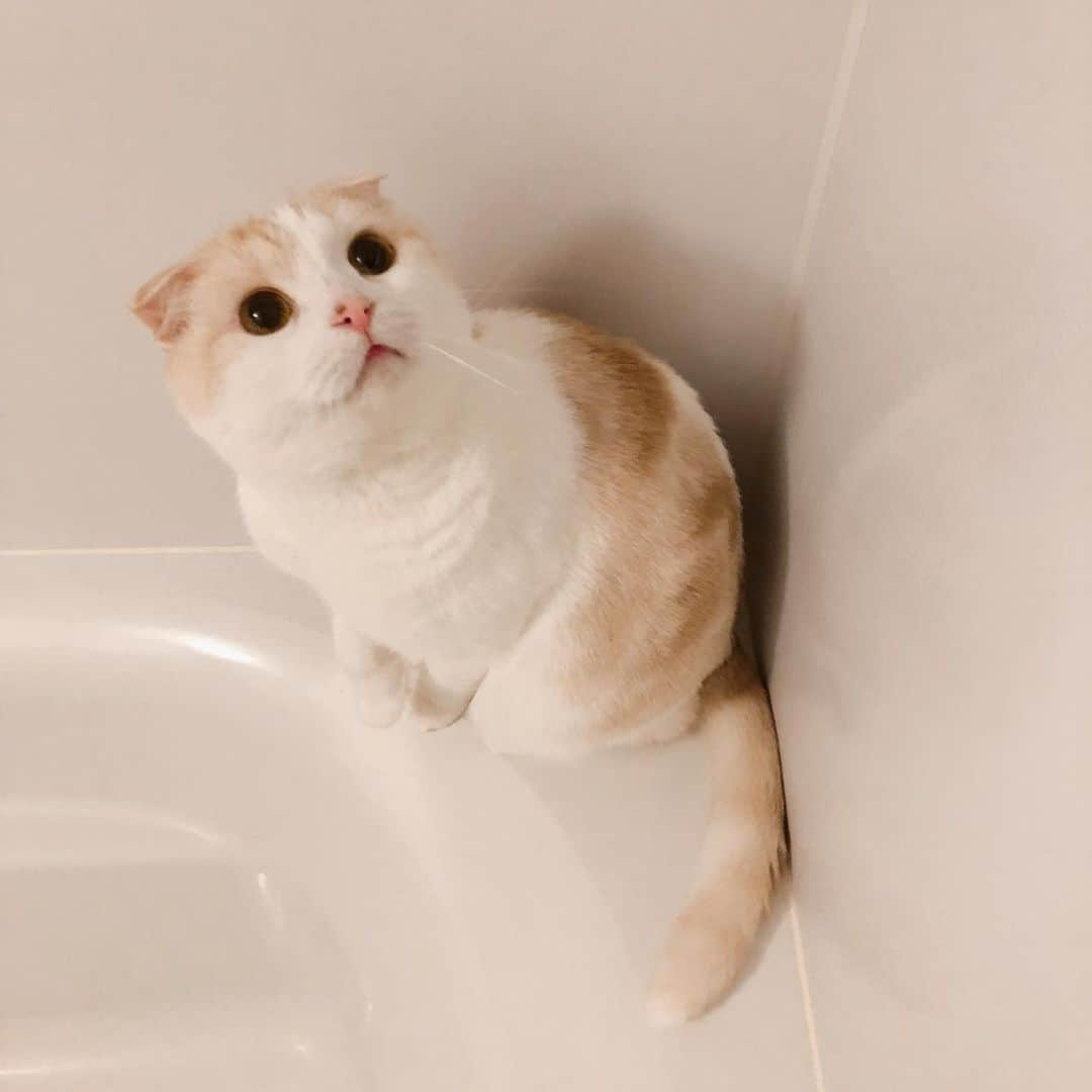 はなぼくろきなこさんのインスタグラム写真 - (はなぼくろきなこInstagram)「2年くらい前のきな🐈🛁 若く見えるかな？あまり変わらないかな？🥺  きなの顎ニキビ、今までより治りにくい気がする…( ´ •̥ ̫ •̥ ` ) やはり年齢的なものなのかな？  明日が大晦日だなんて思えないくらい普通の休日を過ごしてます😂  #はなきな #猫部 #お風呂パトロール #bathroompatrol  #にゃんこ  #スコティッシュフォールド #猫  #猫のいる暮らし #😻　#みんねこ　#ねこすたぐらむ　#猫多頭飼い」12月30日 13時49分 - hanabokurokinako