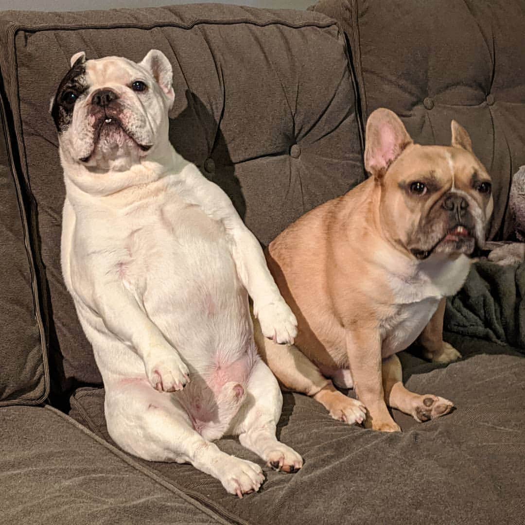 Manny The Frenchieさんのインスタグラム写真 - (Manny The FrenchieInstagram)「Just over here waiting for this crazy year to be over.」12月30日 13時50分 - manny_the_frenchie