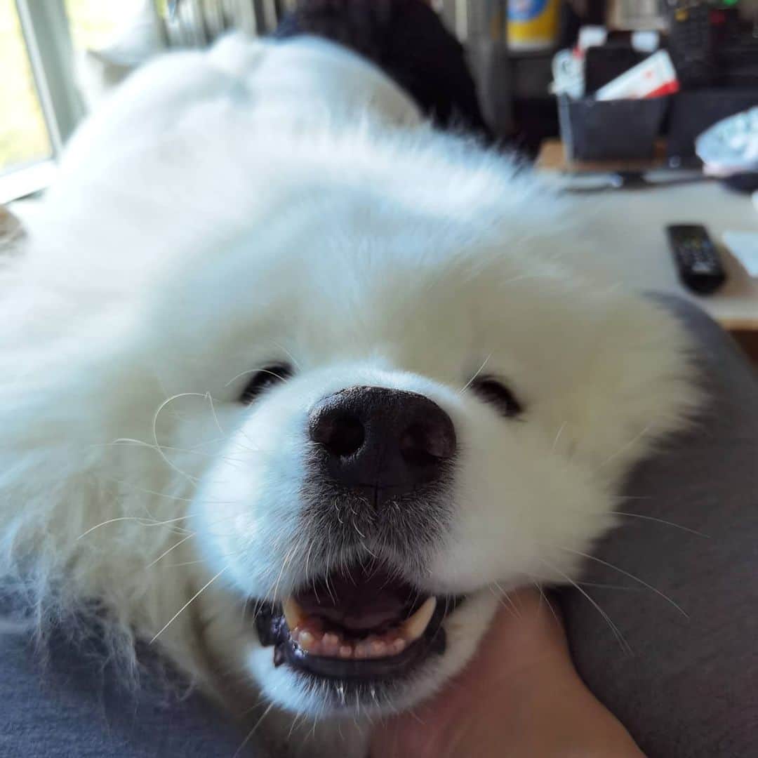 Alex Toのインスタグラム：「😘😘😘 #cute #dog #doglover #dogsofinstagram #dogoftheday #dogofthedayjp #dogstagram #fluffy #hkig #hongkong #ilovemydog #instadog #instagood #instamood #instagraphy #instapic #samoyedoninstagram #pet #petlovers #petsofinstagram #petstagram #photooftheday #puppy #pupsofinstagram #samoyed #samoyedsofinstagram #webstagram #犬 #サモエド」