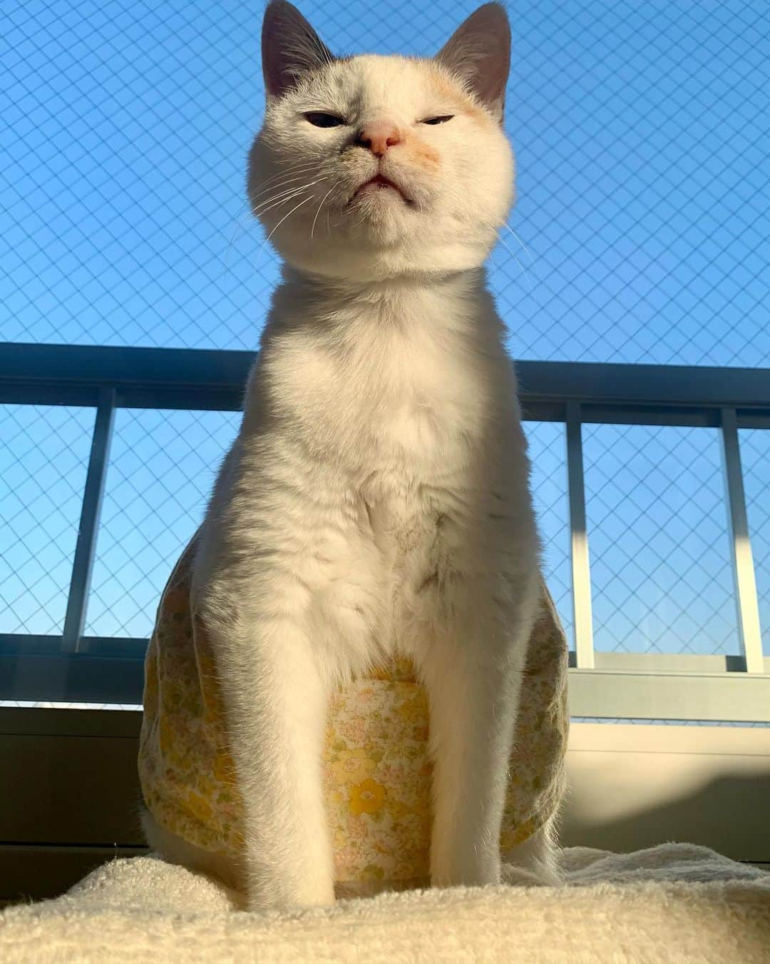 マルのインスタグラム：「⛩✨神様じゃ にゃいよ₍^·͈༝·͈^ฅ . みにゃみにゃ様 今年もマルちゃんのこと 可愛いがってくれて ありがとうございました。 来年もよろしくお願いしみゃす₍^·͈༝·͈^ฅ よいお年を✨✨ 2020.12月30日 . #年末年始#癒し#にゃんすたぐらむ #おうち時間#cat#猫#三毛猫#ねこ部#猫との暮らし#もふもふ#catstagram#instagood #ペコねこ部#cute#ふわもこ部#stayhome#ねこのきもち#Sky」
