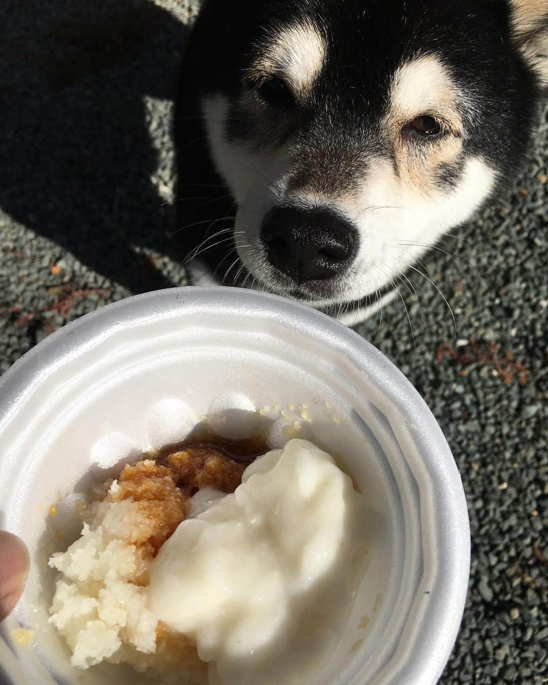 のインスタグラム：「お餅おいしそーだね♪ ・ #わんだふるjapan#わんこ#犬バカ部 #ふわもこ部#いぬら部#マロン#日本犬 #犬のいる暮らし#柴犬#黒柴」