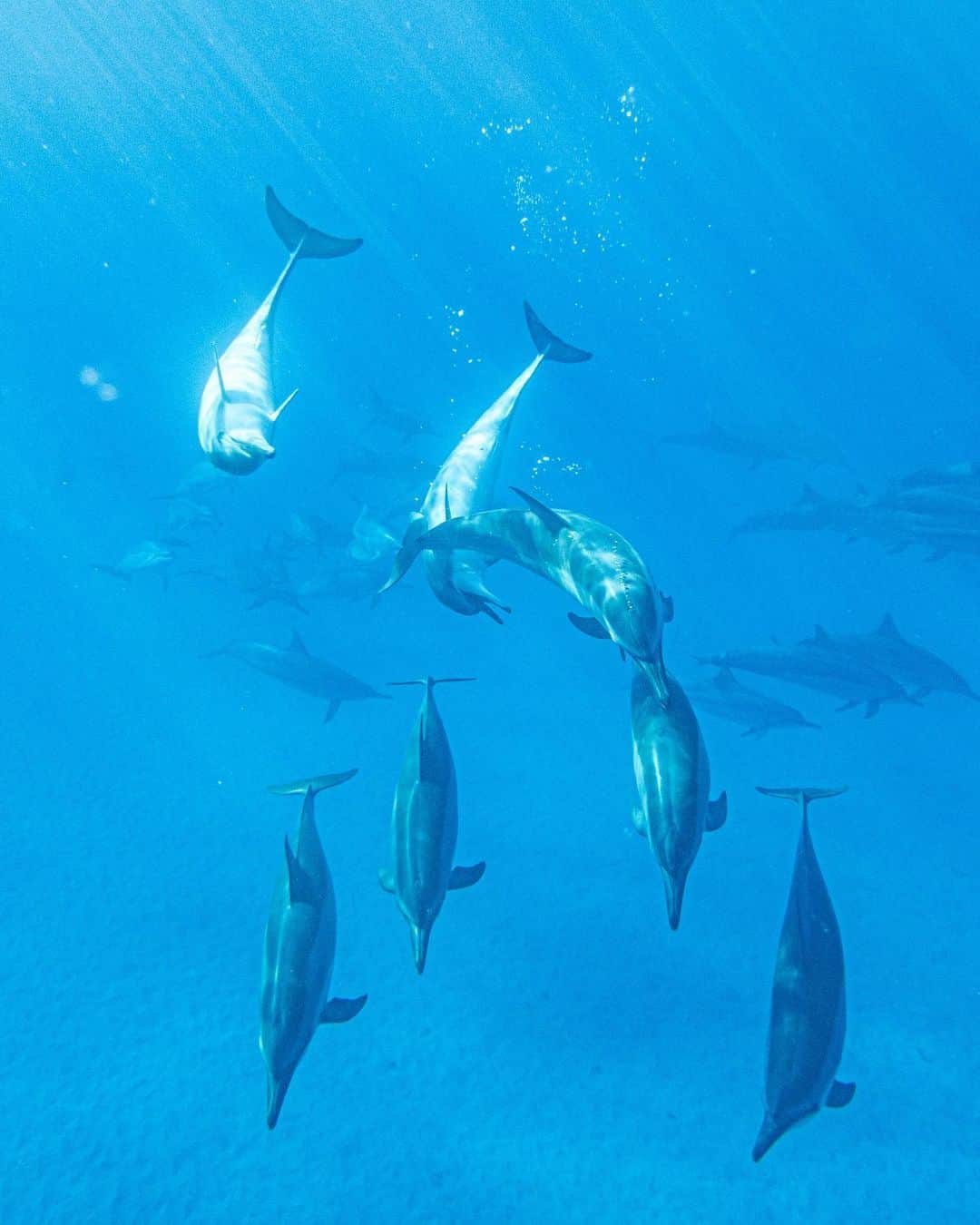 Ryoyaさんのインスタグラム写真 - (RyoyaInstagram)「Swimming with wild dolphins is always so much fun🐬  #dolphins #skindiving #wilddolphins #rx100  #hawaii #bigisland」12月30日 15時33分 - ryoya_takashima