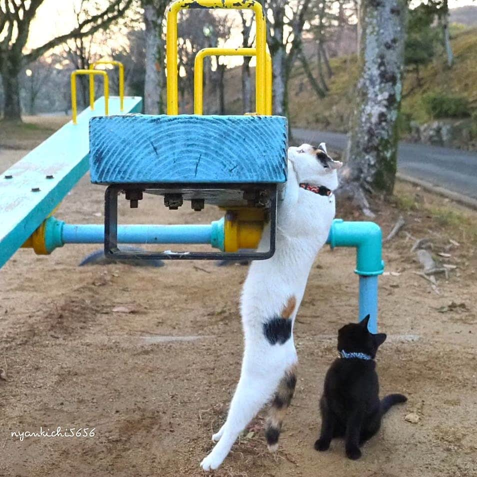 路地裏のにゃん吉さんのインスタグラム写真 - (路地裏のにゃん吉Instagram)「ギッコンバッタン  にょー！😾💦（でも離さない）  #生き抜け野良猫 ももちゃん きんちゃん #camera_kitamura #breakfree_olympus #แมว #igersjp#のらねこ部#猫#ねこ部#gallery_legit #にゃんすたぐらむ#みんねこ #cats#ファインダー越しの私の世界 #catsofinstagram #gatto#catloversclub#bnw_drama#gf_bnw #東京カメラ部#icu_japan#getolympus #love_bestjapan #art_of_japan_ #bestphoto_japan #スナ_スナ_フォトコン2021」12月30日 21時26分 - nyankichi5656