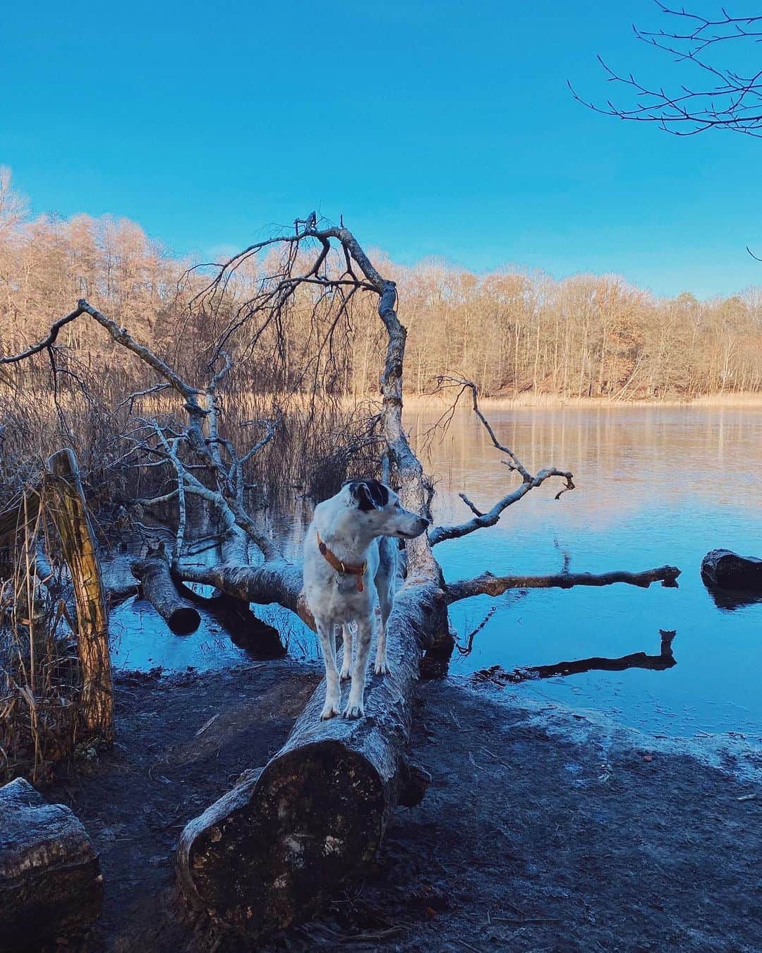 STIL IN BERLINのインスタグラム：「Week of Walks Day 3 - today’s walk was an absolute classic that I do multiple times a month: Grunewaldsee. It’s a huge dog park, which means - if you don’t like dogs, don’t come here. They reign supreme in this forest. Which makes it perfect for people who would like to have a dog but can’t have one. And perfect for ... dogs. You can walk multiple ways around the lake, and up north beyond Königsallee if you want to avoid the masses on holidays and weekends. It’s easy to reach by bus or train, by the way.」