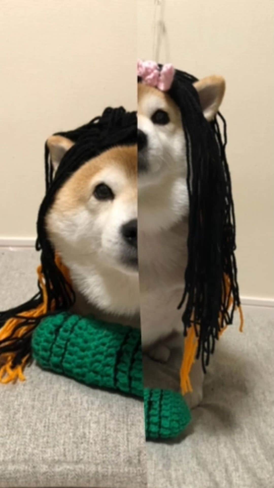 のインスタグラム：「警察24時をみながら作った。 鬼滅ファンの方にはホント申し訳ないと思ってる。 ✩.*˚ #禰豆子ちゃん #デブ子ちゃん #賛否両論あると思う #寛大な心で受け止めてほしい  #柴犬いなり #柴 #しば #しばいぬ #日本犬 #いぬバカ部 #柴犬ライフ #サンデイ #犬 #pecoいぬ部 #shiba #shibainu  #shibadog  #shibarbucks #shibastagram #japanesedog #shibainulife」