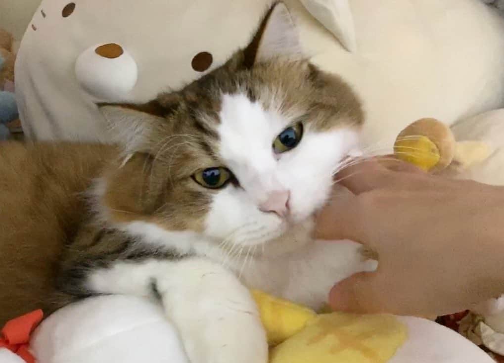 ひのき猫さんのインスタグラム写真 - (ひのき猫Instagram)「こんな感じで娘と寝ているみたいです。」12月30日 16時38分 - hinoki.cute.kitten