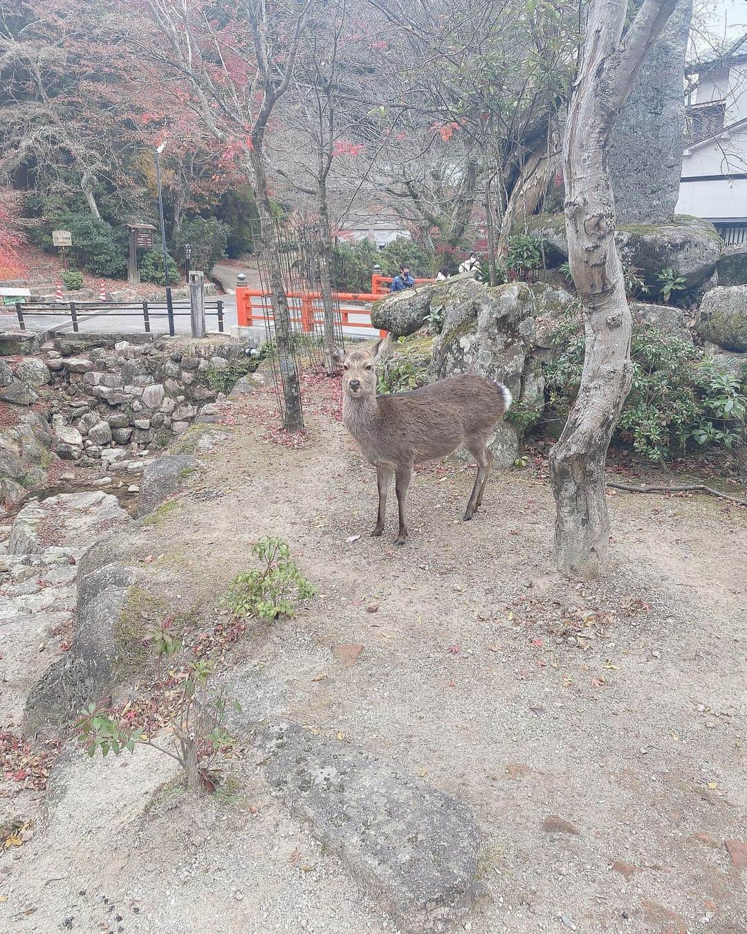 ぴよさんのインスタグラム写真 - (ぴよInstagram)「シカ🦌 . この鹿さんは #宮島 にいらっしゃった鹿さんです🦌 シカといえば奈良公園や宮島のイメージが強いなあと思います😃 奈良に住んでいる友人や広島に住んでいる友人から、 奈良公園のそばにいる鹿、 宮島にいる鹿は いずれも神の使いであると聞きました🦌 . Wikipediaで、 #奈良の鹿 について見てみると #天然記念物 なんですね😸！(宮島は見てません🙇‍♂️笑) . 他にも、○○と言えば鹿と言われるような観光地はどこかにあるのかなあ？😌」12月30日 16時38分 - _piyogram_