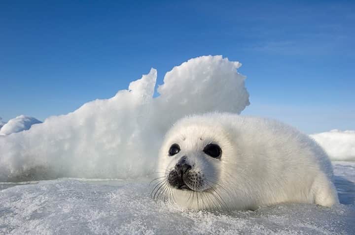 National Geographic Travelさんのインスタグラム写真 - (National Geographic TravelInstagram)「Photo by @daisygilardini / A newborn harp seal waits for her mother to come back to nurse on the pack ice around Magdalen Islands in Quebec, Canada. Harp seals are the most common seal species in the Northern Hemisphere, with a global population of almost nine million individuals. They give birth to their pups on the ice and rarely spend time on land. They’re incredible swimmers and can dive deeper than 300 meters (984 feet) while holding their breath for 15 minutes at a time. Harp seals are sociable animals and at times gather in large groups. They have a wide range of vocalizations for communication both above and below the water.  Follow me @daisygilardini for more images and behind-the-scenes stories. #seal #harpseal #magdalenislands #quebec #canada」12月30日 16時39分 - natgeotravel
